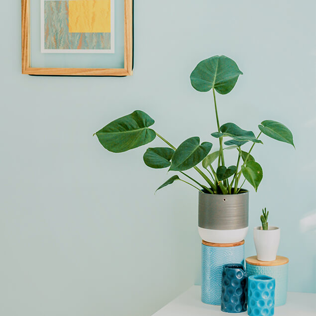 Indoor Plants: How to choose the best plant to decorate your home?